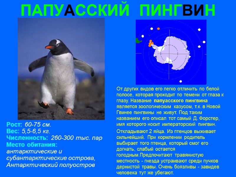 ПАПУАССКИЙ  ПИНГВИН Рост: 60-75 см. Вес: 5,5-6,5 кг. Численность: 260-300 тыс. пар Место